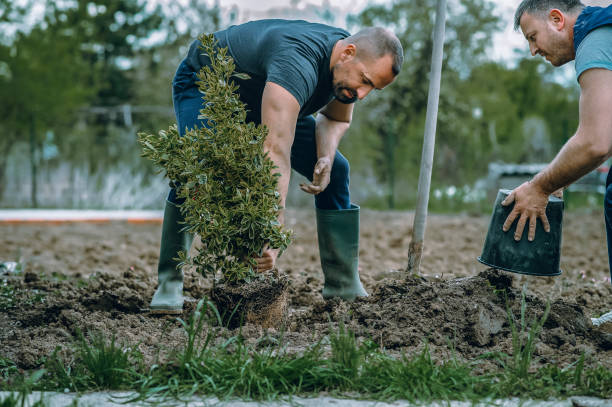 Best Dead Tree Removal  in Margate City, NJ